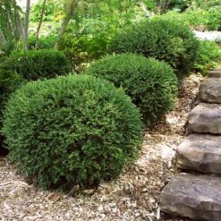 Wintergreen Boxwood Shrub -Lanscapes Store Boxwood Wintergreen 2