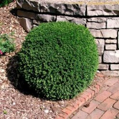 Wintergreen Boxwood Shrub -Lanscapes Store Boxwood Wintergreen 3