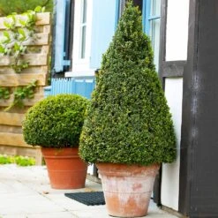 Wintergreen Boxwood Shrub -Lanscapes Store Boxwood Wintergreen 4