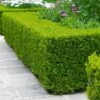 Wintergreen Boxwood Shrub -Lanscapes Store Boxwood Wintergreen FGT 600x600 10158886 b792 4bb8 b281 b08950f0913a