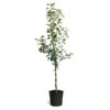 Braeburn & Gala Twisted Apple Tree -Lanscapes Store Braeburn Gala Twisted Apple Tree 600x600 68b45608 86c4 45df a88d 1630d60d164f