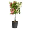 Bi-Color Bougainvillea Tree -Lanscapes Store Braided BiColor Bougainvillea