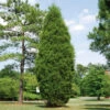 Brodie Eastern Red Cedar Tree -Lanscapes Store Broadie Eastern Red Cedar FGT 600x600 ebc0e218 8a8b 4127 a8e6 f6b95e60613a
