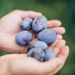 Brooks Plum Tree 10 Brooks Plum Tree -Lanscapes Store Brooks Plum 3