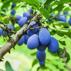 Brooks Plum Tree 8 Brooks Plum Tree -Lanscapes Store Brooks Plum 4