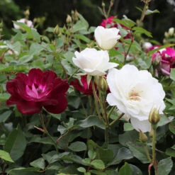 Burgundy Iceberg And Iceberg Two-fer® Rose Tree -Lanscapes Store Burgandy Iceburg ROse Tree 1