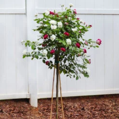 Burgundy Iceberg And Iceberg Two-fer® Rose Tree -Lanscapes Store Burgandy Iceburg ROse Tree 4