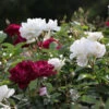 Burgundy Iceberg And Iceberg Two-fer® Rose Tree -Lanscapes Store Burgandy Iceburg ROse Tree 600x600 7408cf92 533a 4304 9224 4b16542c1c73