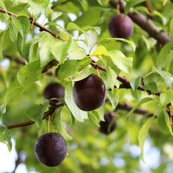 Burgundy Plum Tree 10 Burgundy Plum Tree -Lanscapes Store Burgundy Plum 1