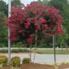 Cherokee Crape Myrtle -Lanscapes Store CHEROKEE CRAPE MYRTLE 350 THUMBNAIL FGT