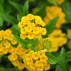 Chapel Hill Yellow Lantana -Lanscapes Store CHapel Hill gold lantana 1