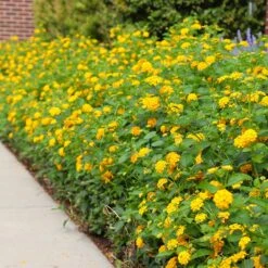 New Gold Lantana -Lanscapes Store CHapel Hill gold lantana 4