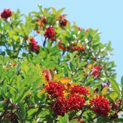 Chindo Sweet Viburnum Shrub -Lanscapes Store CHindo Viburnum 1