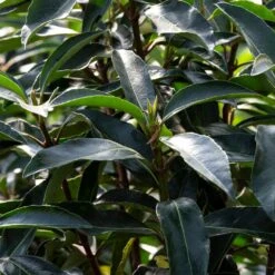 Chindo Sweet Viburnum Shrub -Lanscapes Store CHindo Viburnum 3