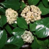 Chindo Sweet Viburnum Shrub -Lanscapes Store CHindo Viburnum 600x600 314dca2a 104d 46fa 8ff4 997bc28d247f