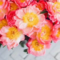 Coral Charm Peony 10 Coral Charm Peony -Lanscapes Store COral Charm Peony 6 FGT