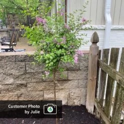 Dwarf Korean Lilac Tree -Lanscapes Store CPB DwarfKoreanLilacTree Julie ugc test