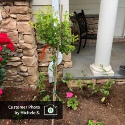 Dwarf Korean Lilac Tree -Lanscapes Store CPB DwarfKoreanLilacTree MicheleS ugc test