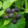 Cumberland Black Raspberry - USDA Organic -Lanscapes Store CUmberland Black RAspberry FGT 600x600 f44fb0ec 58e7 4e5a 852b 12bec7d932ce