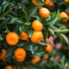 Calamondin Bush -Lanscapes Store Calamondin2 Bush FGT 600x600 9e8d15f8 b498 4030 97e9 1ec6aaff2b96
