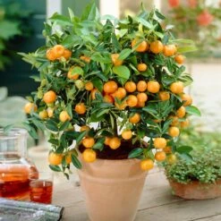 Calamondin Bush -Lanscapes Store Calamondin Bush 1