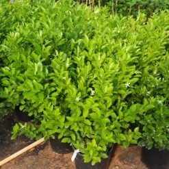 Calamondin Bush -Lanscapes Store Calamondin Bush 7