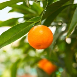 California Honey Mandarin Tree -Lanscapes Store California Mandarin 3