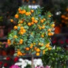 California Honey Mandarin Tree -Lanscapes Store California Mandarin FGT 600x600 916c5935 1e01 4487 a634 987a74a0da2b
