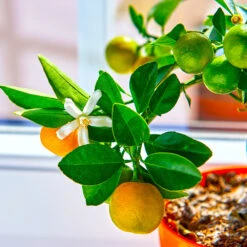 Calamondin Tree 11 Calamondin Tree -Lanscapes Store Calomondin 5