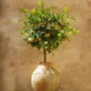Calamondin Tree -Lanscapes Store Calomondin FGT 600x600 61fc6ceb be3a 471b 85e2 cdcd99c89a7d