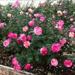Camille Pissarro™ Rose -Lanscapes Store Camille Pissarro 3