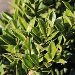 Carissa Holly -Lanscapes Store Carissa Holly 2