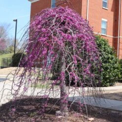 Cascading Hearts Redbud Tree -Lanscapes Store CascadingHEarts Redbud 4