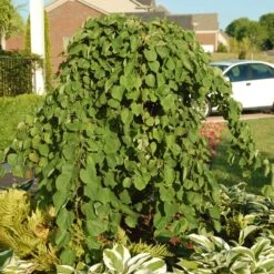 Cascading Hearts Redbud Tree -Lanscapes Store Cascading Hearts Redbud 2