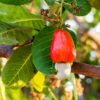 Cashew Tree 1 Cashew Tree -Lanscapes Store Cashew Nut Tree FGT 600x600 ae50f6a6 ab86 49a6 a9b6 65c6a211e420
