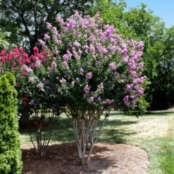 Catawba Crape Myrtle Tree 9 Catawba Crape Myrtle Tree -Lanscapes Store Catawba Crape Myrtle 4 FGT