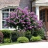 Catawba Crape Myrtle Tree -Lanscapes Store Catawba Crape Myrtle FGT 600x600 66b50869 8d4b 4805 a639 1cb85f8da0d9