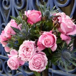 Cathedral Bells Rose -Lanscapes Store Cathedral Bells Rose Tree 2