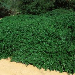 Yankee Point California Lilac 9 Yankee Point California Lilac -Lanscapes Store Ceanothus Yankee Point 5