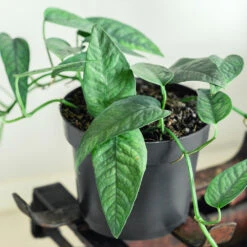 Cebu Blue Pothos -Lanscapes Store Cebu Blue Pothos 1