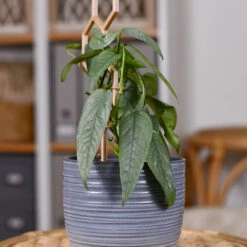 Cebu Blue Pothos -Lanscapes Store Cebu Blue Pothos 3