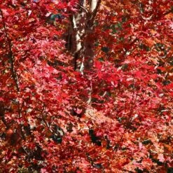 Celebration Maple Tree -Lanscapes Store Celebration Maple 2 FGT