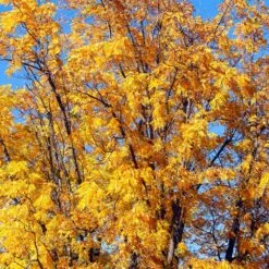 Chandler Walnut Tree -Lanscapes Store Chandler Walnut 1