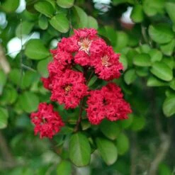 Cherokee Crape Myrtle -Lanscapes Store Cherokee Crape Myrtle Closeup D1 450