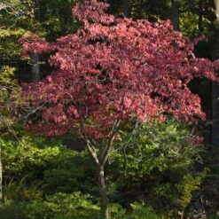 Cherokee Brave Dogwood -Lanscapes Store Cherokee Brave Dogwood 2
