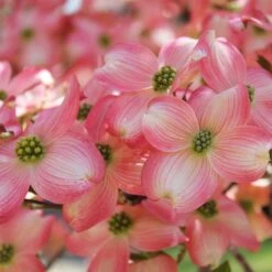 Cherokee Brave Dogwood -Lanscapes Store Cherokee Brave Dogwood 3 FGT