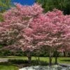 Cherokee Brave Dogwood -Lanscapes Store Cherokee Brave FGT 600x600 525a5b63 796d 4ef4 bca9 ef17be803532