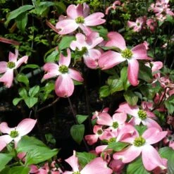 Cherokee Chief Dogwood -Lanscapes Store Cherokee Chief Dogwood 2 FGT