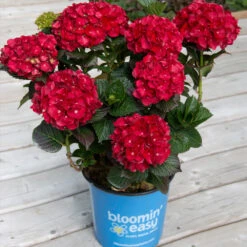 Cherry-Go-Round™ Hydrangea -Lanscapes Store Cherry Go Round Hydrangea 1