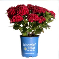Cherry-Go-Round™ Hydrangea -Lanscapes Store Cherry Go Round Hydrangea 3